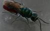 Chrysis sp.